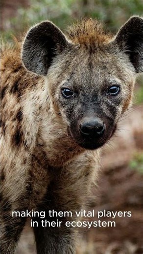 Spotted Hyenas: Nature's Bone-Crushing Powerhouses!
