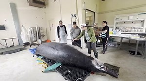Scientists Gather To Decode Puzzle Of The World'S Rarest Whale In 'Extraordinary' New Zealan...