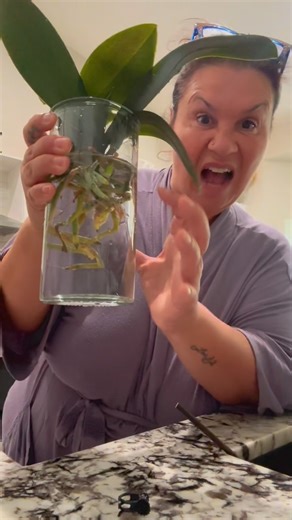 Deanna Colón on Instagram: "Save the orchids! #tips #tricks #hacks #plants"