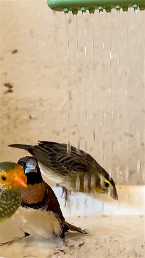Chestnut breasted munia, yellow headed star finch, and orange weaver female bathing🤩🤩🤩🛀 #birds