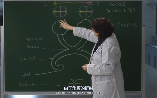 Neuroanatomy S1 E6 - Visual Pathways（视觉通路）