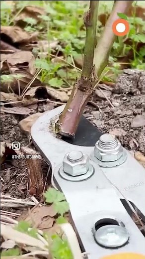 How to transplant blackberry bushes #blackberries #growingfruit #backyardgarden