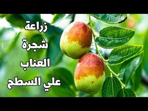 تعلم السر في نقل وزراعة شجرة العناب في برميل على السطح والتربة المستخدمة