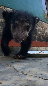 Watch this adorable baby bear enjoy its meal with pure innocence and joy! 🐻✨ From its tiny paws to its curious eyes, every moment shows how playful and gentle these little creatures truly are. Nature is full of beautiful moments like this—simple, peaceful, and heart-warming. 🌿💛 Follow for more cute wildlife moments! 🐾📸 #BabyBear #BearEating #CuteAnimals #WildlifeMoments #BearLovers #NatureReels #WildlifePhotography #ForestLife #AnimalLovers #CuteWildlife #SriLankaWildlife #NatureBeauty | AP