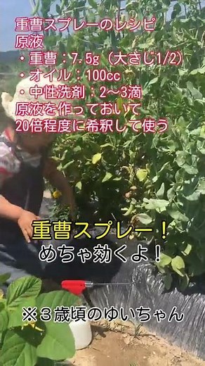 梅雨対策３選①うどん粉病の対策～重曹スプレーってすごい！～ #shorts