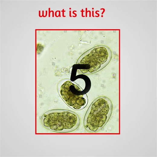 Common Parasites Found in Stool Samples