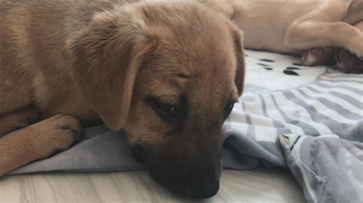 Paws for Charity | Here's how you can help us make life better for rescued animals.