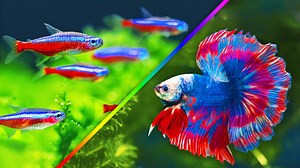 Zenzo introduces 10 of our favorite fish that possess the most amazing kaleidoscope of colors. From betta fish to jewel cichlids to killifish, you're sure to find inspiration for your next freshwater aquarium. #AquariumCoop | Aquarium Co-Op