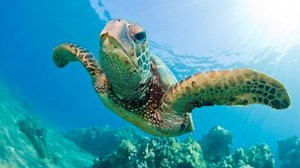 Eastern Pacific Green Sea Turtle - Catalina Island Marine Institute