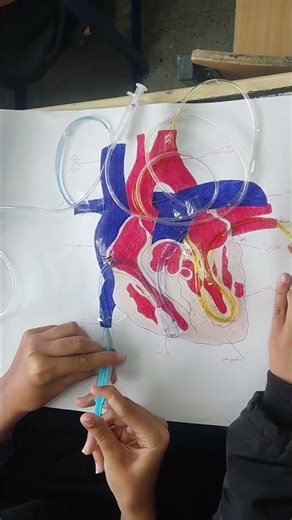 Handmade for teaching how the heart works. #shortvideo #anatomy #scienceexperiment