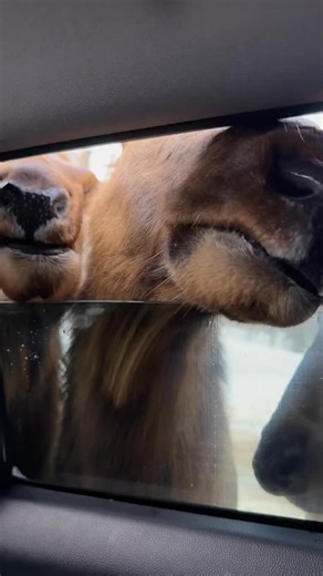 Rudi on Instagram: "¿Te gustaría vivir una experiencia así en Canadá? 🇨🇦 Fuimos a Parc Omega, un parque tipo safari donde los animales caminan libremente y se acercan a tu auto!! 📍 Quebec 🚗 Desde Toronto: aprox. 5–6 h manejando 🚗 Desde Ottawa: aprox. 1.5 h ⏰ Tiempo ideal dentro del parque: 4–5 h 🥕 Puedes comprar comida para alimentar a algunos animales dentro del parque. Nosotros compramos una bolsa grande de zanahorias por aprox $10 CAD (también puedes llevar algunas desde afuera). - El p
