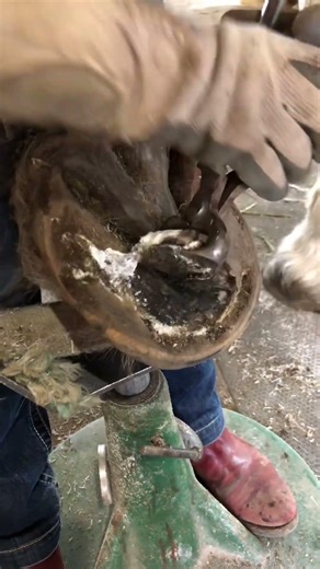Equine Sub-solar abscess