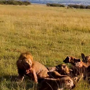 Epic battle between a lion and 30 hyenas! 🦁😲 | Animal Lovers