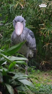 This Bird Looks Prehistoric! 😱 Like a dinosaur in feathers! 🦖🐦 #𝑤𝑜𝑟𝑙𝑑𝑐𝑜𝑢𝑛𝑡𝑟𝑦𝑠𝑖𝑑𝑒𝑙𝑖𝑓𝑒𝑣𝑙𝑜𝑔 #BirdLoversUnite #PrehistoricBirds #WildlifeWonders DISCLAIMER NO COPYRIGHT INFRINGEMENT INTENDED | World Countryside Life Vlog