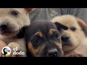 Chico deja su trabajo para salvar a todos los perros callejeros | Dodo Héroes | El Dodo