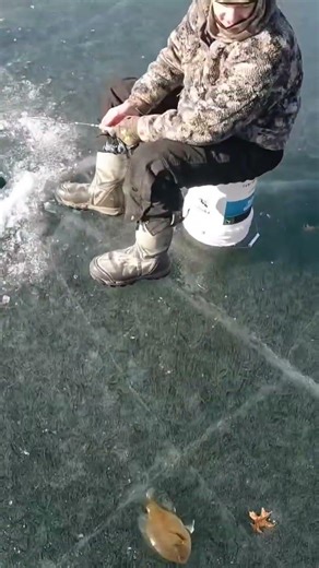 One of the Biggest Bluegills we’ve ever caught. #fishing #masterangler