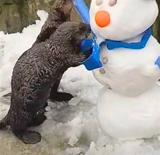 Watch adorable baby otters playing in the snow