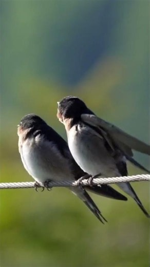 Mira cómo alimenta la golondrina a sus crías #naturaleza #aves #animales