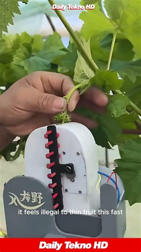 Why Farmers DELETE 🍇 Half Their Crop #Vineyard