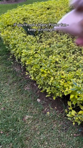 53K views · 2.9K reactions | Team Gryffindor, Ravenclaw, Hufflepuff or Slytherin? This lamp’s perfect for every Hogwarts house  #potterhead #harrypotter #hogwartslamp #roomdecor #pottertok #harrypotteruk #hogwartshouses Oi Potterheads! This isn’t just any old lamp… it’s Hogwarts castle lighting up your room like actual magic 彩 . Perfect for adding a touch of wizardry to your room or office! | Harry Potter fans ϟ | Facebook