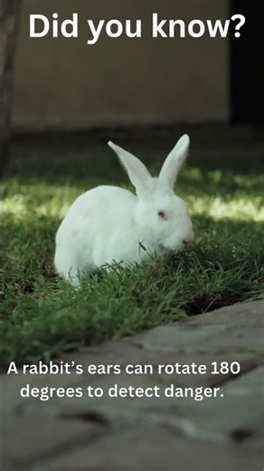 “🐇👂 Rabbits Can Rotate Their Ears 180°! 🤯”