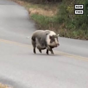 251K views · 1.5K reactions | This pig disrupted traffic and had to be escorted home by the police | NowThis | Facebook