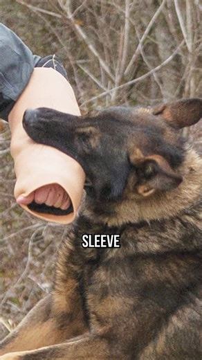 106K views · 1.2K reactions | Can Yorkies Do Protection Work? #dog #yorkie #dogs #yorkshireterrier #puppy #yorkies #doglover #dogmom #fypシ゚viralシ2024fyp | American Standard Dog Training | Facebook