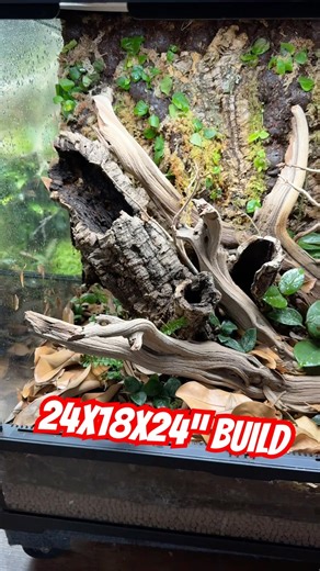 A custom Crested Gecko build for a client 24x18x24”.