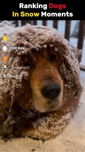 Dogs in Snow Moments Ranked