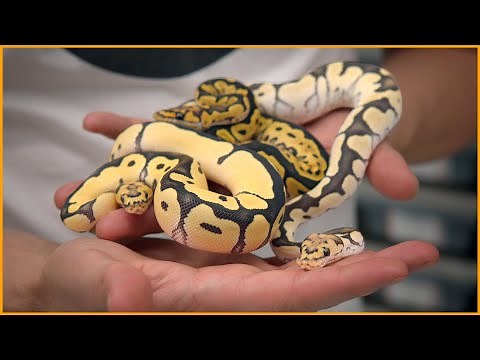 The Most UNDERRATED Ball Python Morph — Lace Project Special! | #Hetflix 154