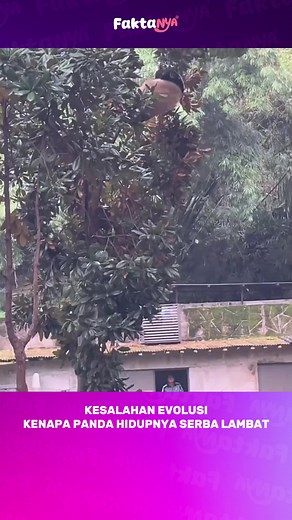 Panda: Malas atau Kurang Energi?