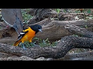 Baltimore orioles on their southern migration