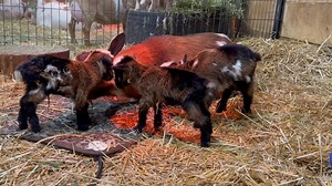 Coco had beautiful quads this evening! She is a first time mom but doing a great job! 2 bucklings, 2 doelings | Country Oak Acres