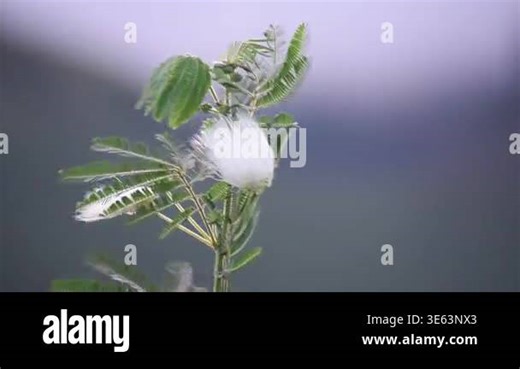 Beautiful macro view of a blooming Calliandra flower with bright white filaments and subtle motion, captured in soft light with a blurred natural background Stock Video Footage - Alamy