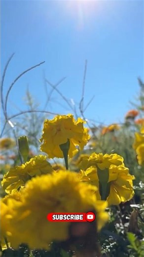 ASMR Outdoor Cooking in Nature | Relaxing Day Trip with JUICY STEAK