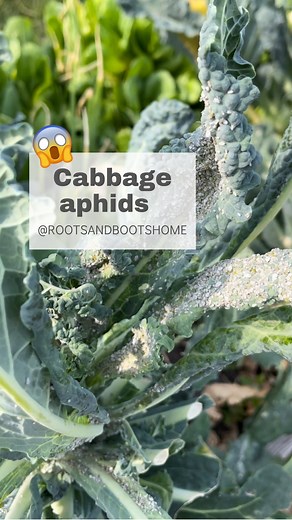 5.2K views · 24 reactions | Cabbage aphids are a new pest for me,...