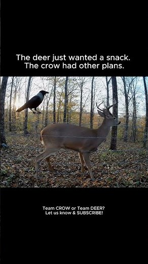 Savage Crow Pulls ULTIMATE Prank on Deer! (Hilarious Trail Cam)