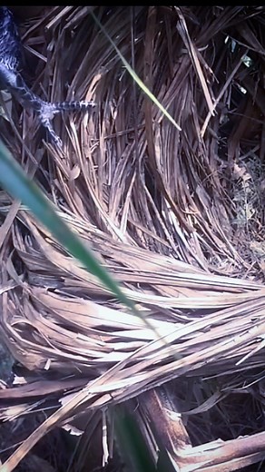 46K views · 209 reactions | Greater coucal Birds Beautiful birds from all over the world! Only birds in nature. No birds in cages or pets. enjoy the wonderful natural world of birds respect and love nature. #birds #bird #beatyful #nature #wildlife #animals #animallover #nature #birdwatching #photography #zoo #cuteanimals #pettingzoo #birdphotography #birds_captures #wildlifephotography #birds #birdart #wildlife #photographer #nature #naturephotography #photography | The Review Birds | Facebook