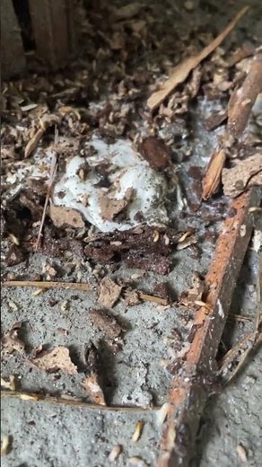 Termite Damage Discovered! Act Now!