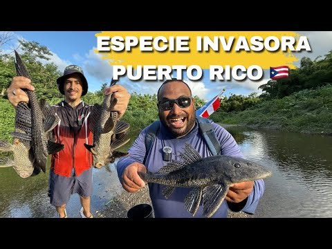 HUNTING THE INVASIVE SPECIES IN PUERTO RICO 🇵🇷 @C.JpescaPR .