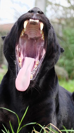 TheBigCatSanctuary on TikTok