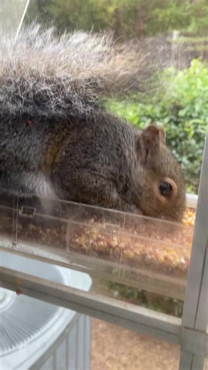He said good morning!! Im here to eat all your food up!! 🤦🏻‍♀️🤷🏻‍♀️
