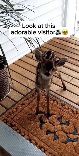 Understanding Fawns: Graceful Young Deer Exploring Their World