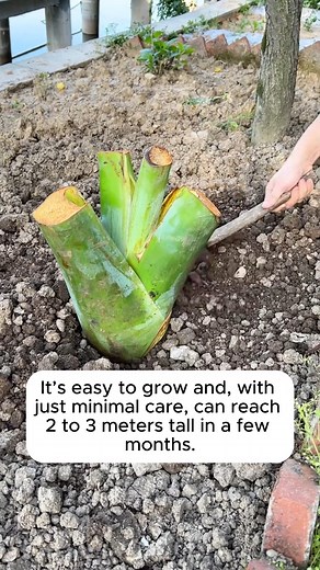 4.1K views · 20 reactions | Growing Giant Taro #gardenhacks #gardeningmakemehappy #gardeningtips #gardeningideas | Garden For Life | Facebook