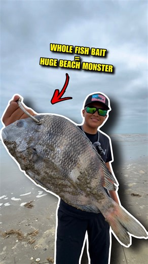 Keven 🎣 | Whole Fish As Bait for Beach Monsters!! 🔥👀🎣 #Drone #Beach #Fishing #Shark #Saltwater #HowTo #BigFish #SharkWeek | Instagram