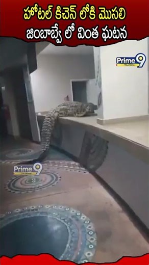 హోటల్ కిచెన్ లోకి మొసలి #crocodile #crocodiles #Crocodileatkichen #kichen #vrial #viralvideo #shorts