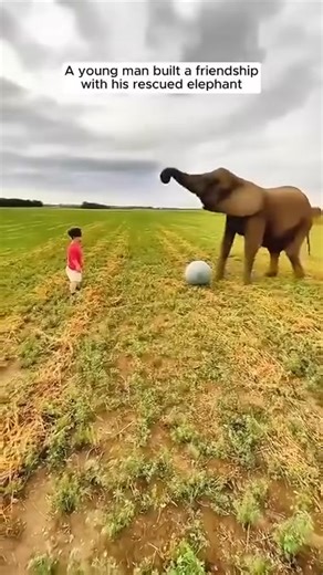 13 reactions | A young man built a friendship with his rescued elephant ❤ A young man built a friendship with his rescued elephant ❤ | Labrador Retriever Lover | Facebook