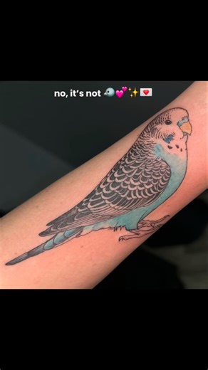Budgie Tattoo by Mike Crinella Neck Deep Tattoo Kaneohe #petportrait