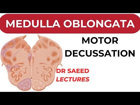 Exploring the Medulla Oblongata: Cross-Section at the Motor Decussation