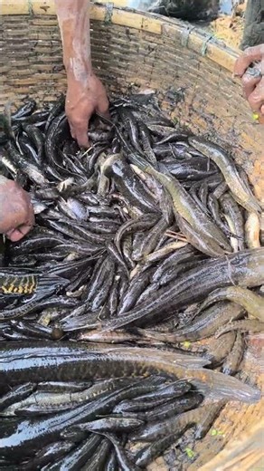 Fishing Life 🐟 #handfish